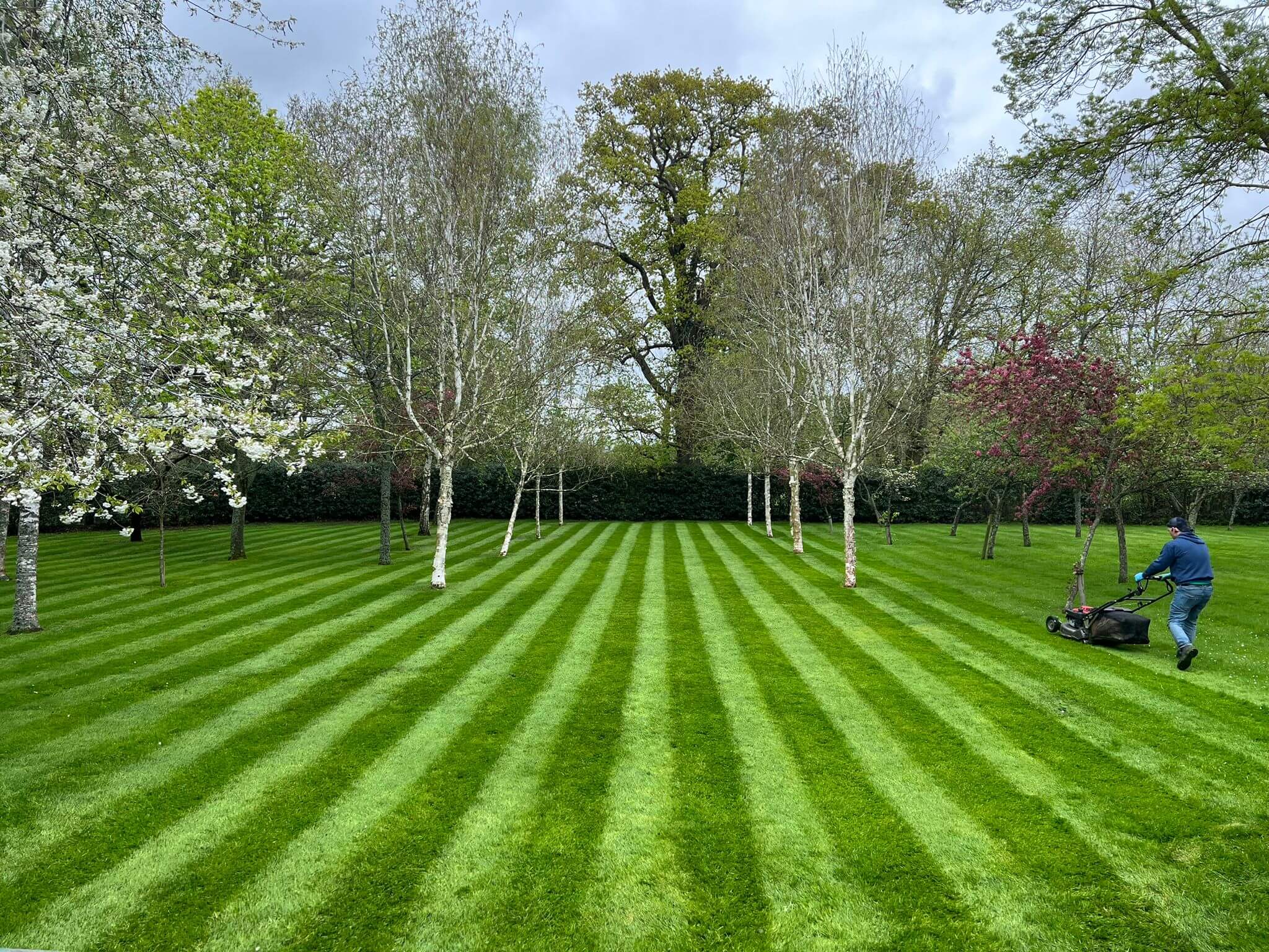 Lawn Cutting