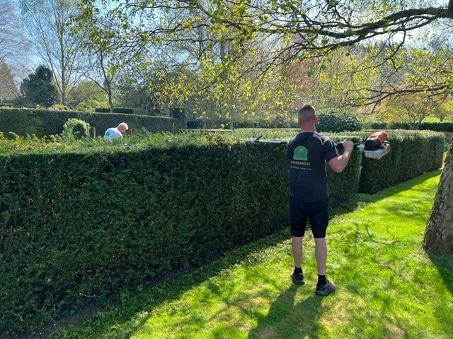 Hedge Trimming