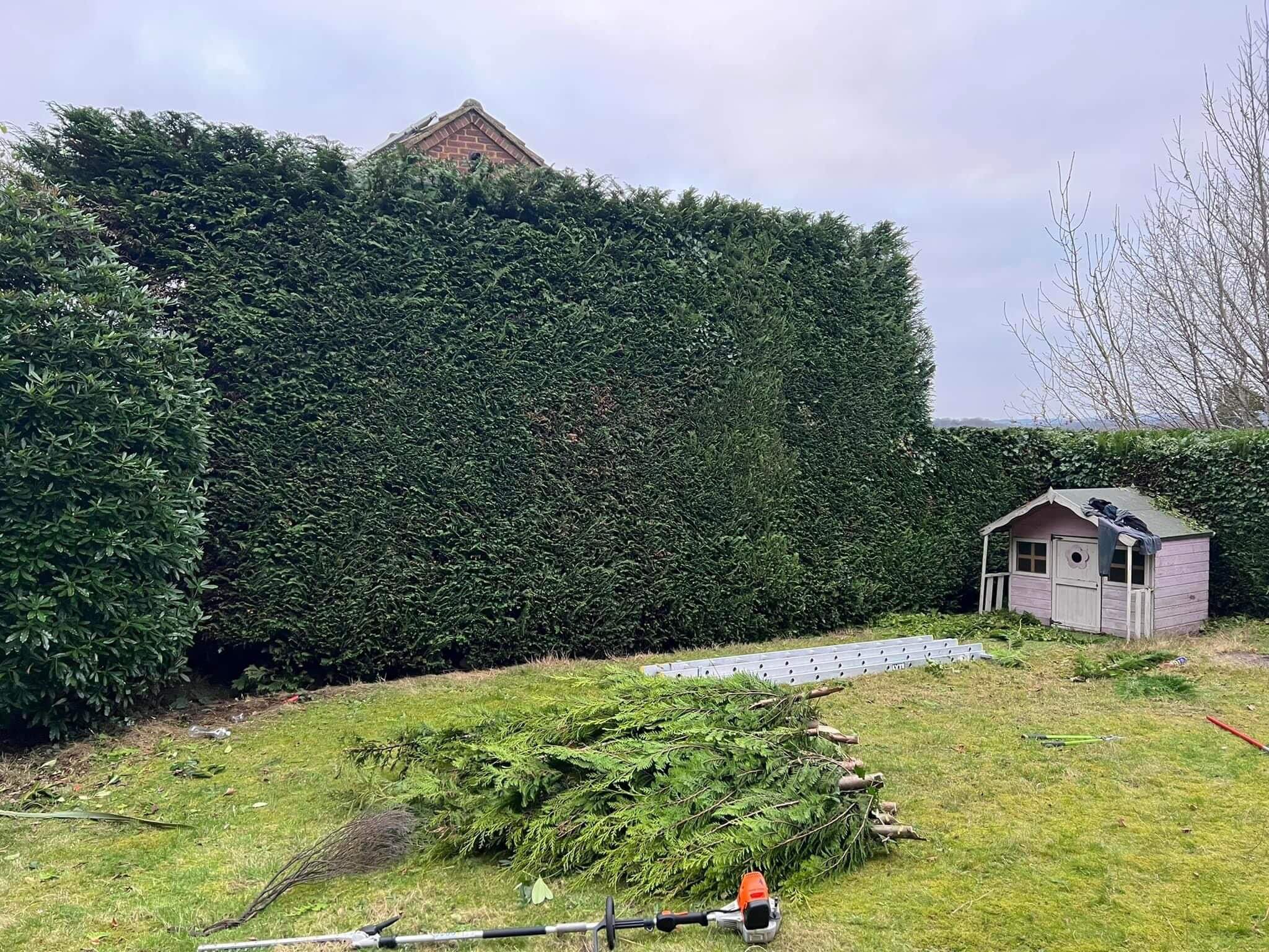 Hedge Trimming Services