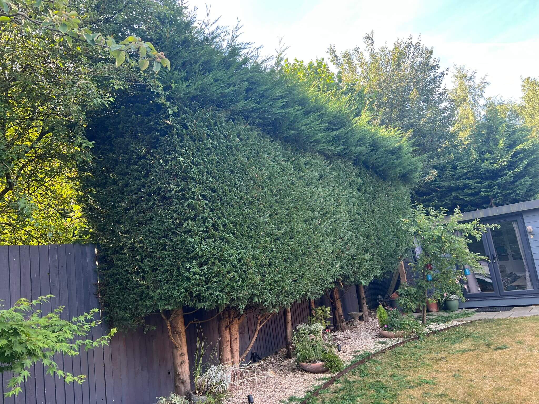 Hedge Trimming Services