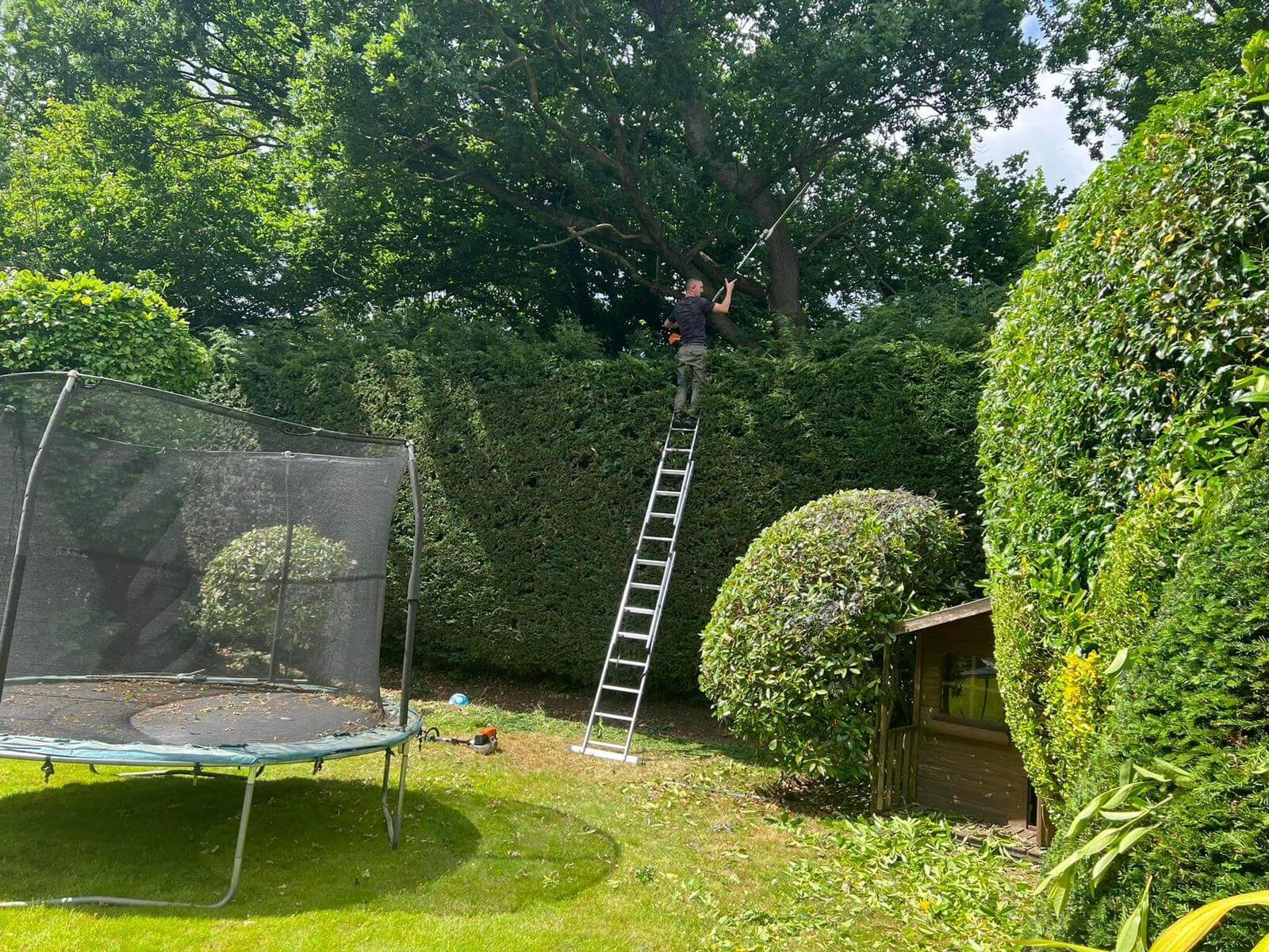 Hedge Trimming Services