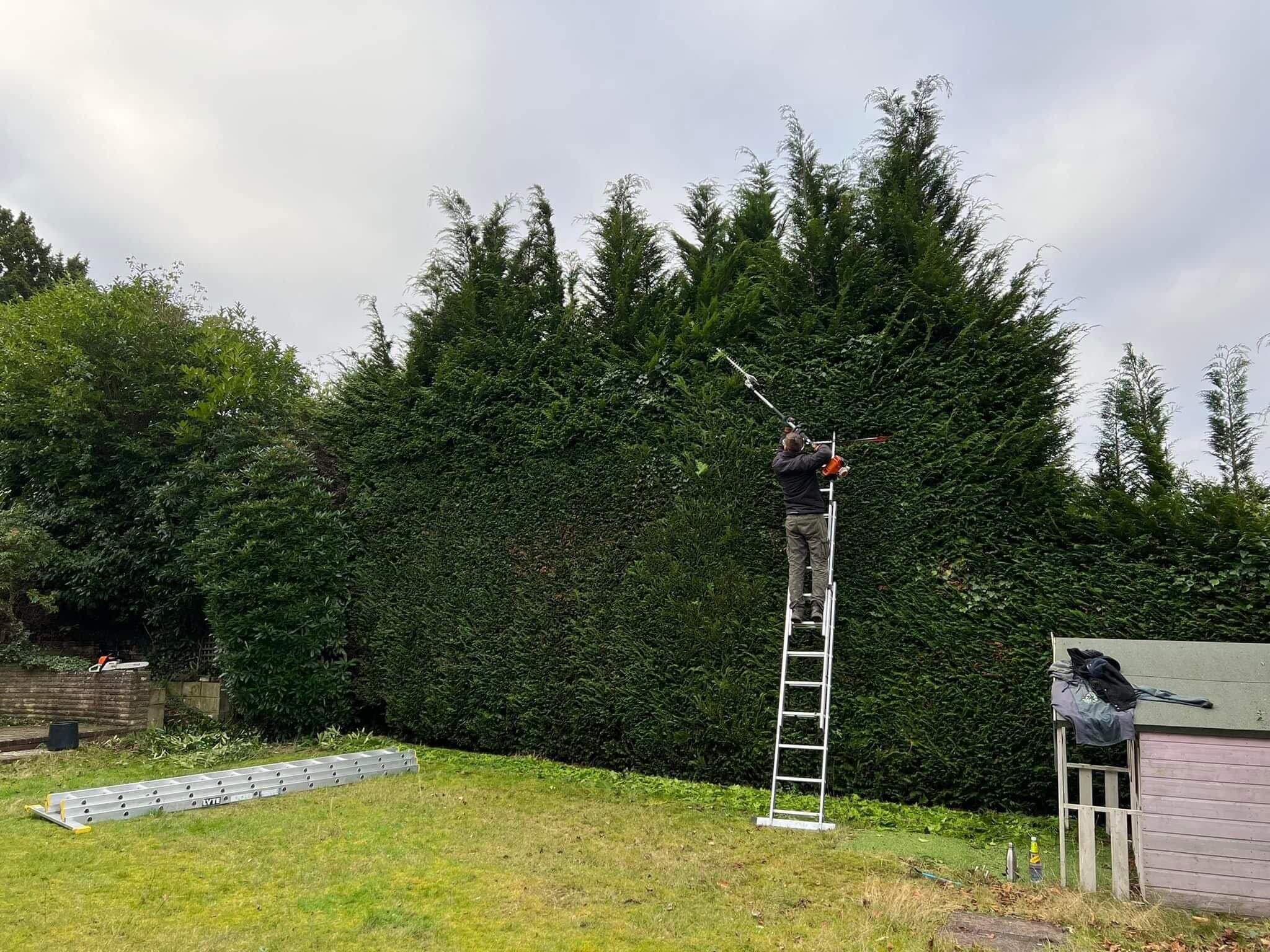 Hedge Trimming Services