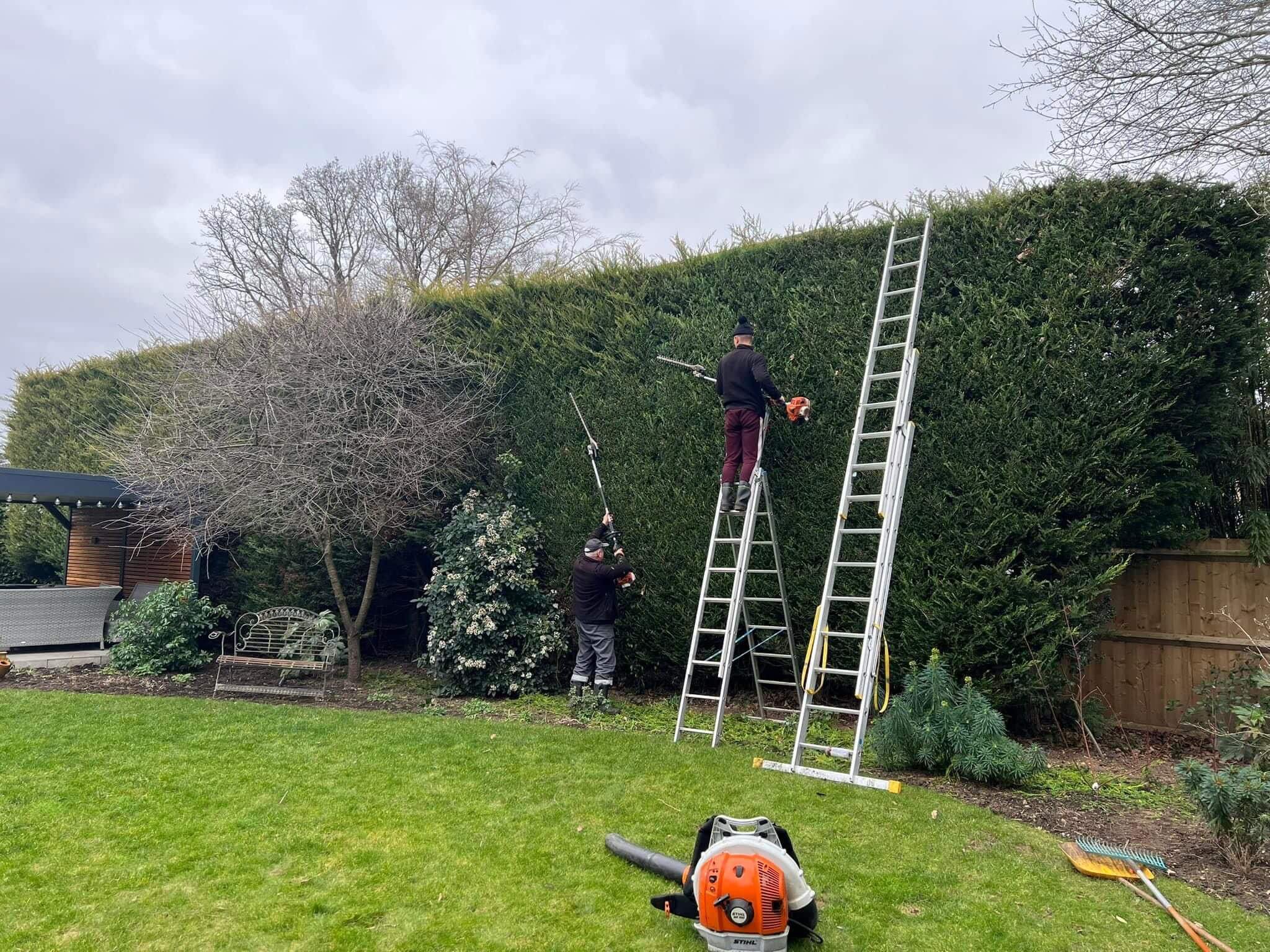 Hedge Trimming Services