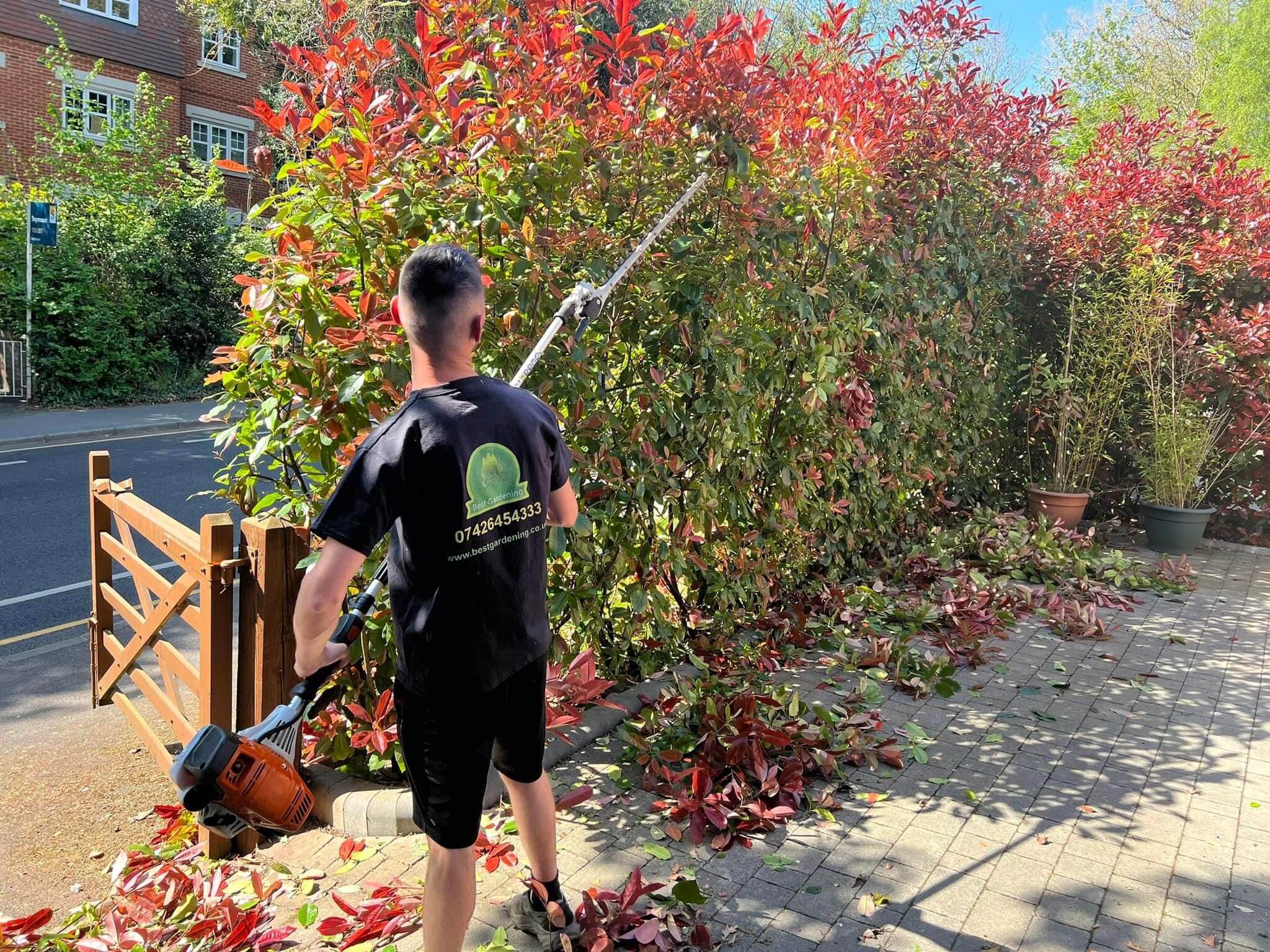 Hedge Trimming Services