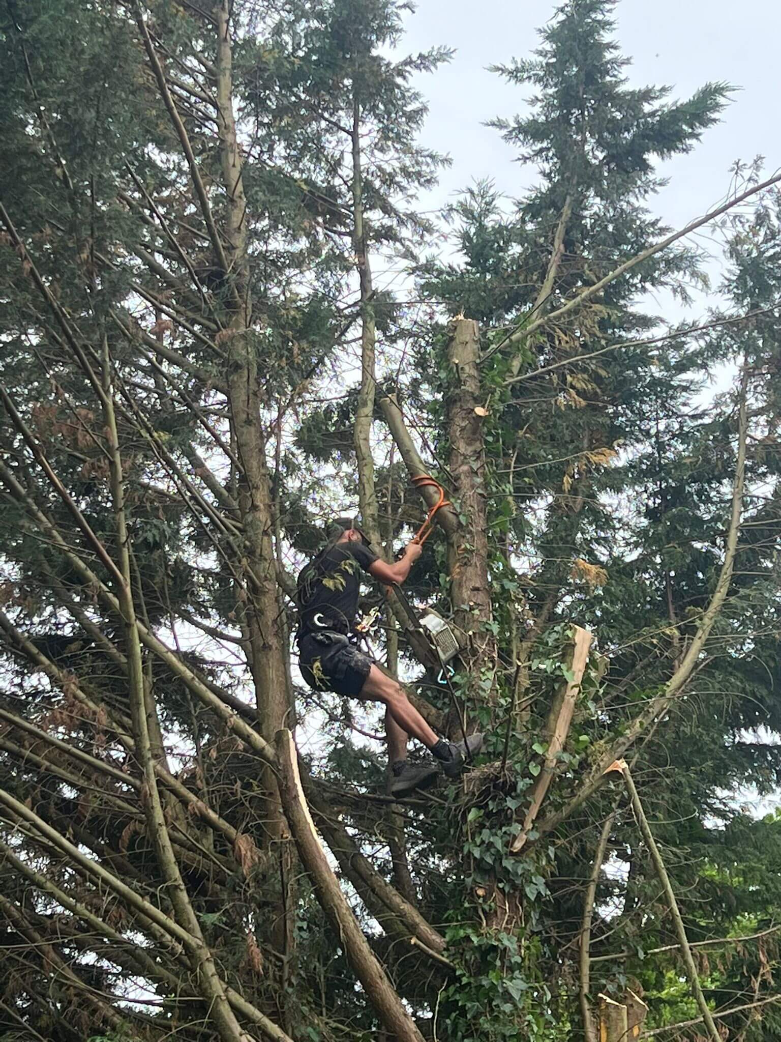 Tree Surgeon Best Gardening & Landscaping